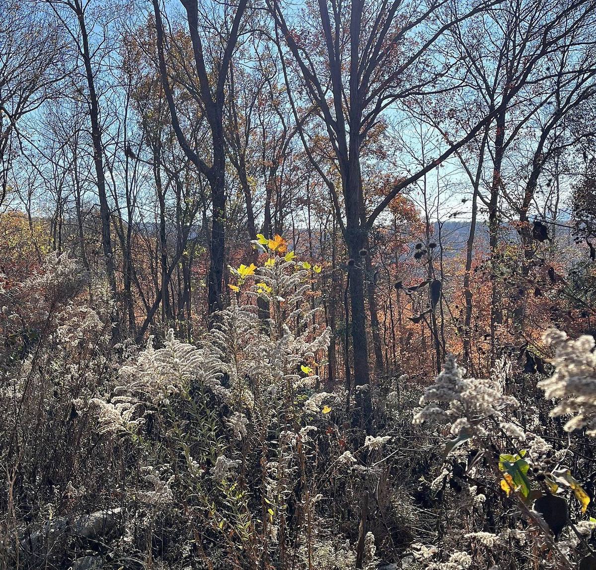Wooded trail view near Huntsville, Alabama